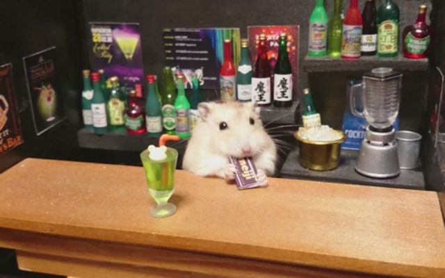 Un hamster...¡Muy fiestero! Un hamster...¡Muy fiestero!