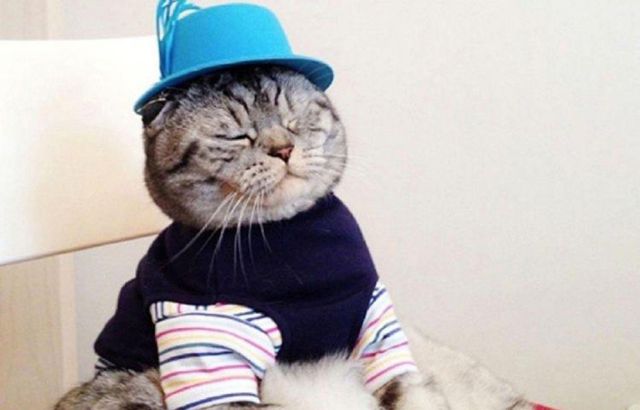 ¿Gato o Humano? ¿Gato o Humano?