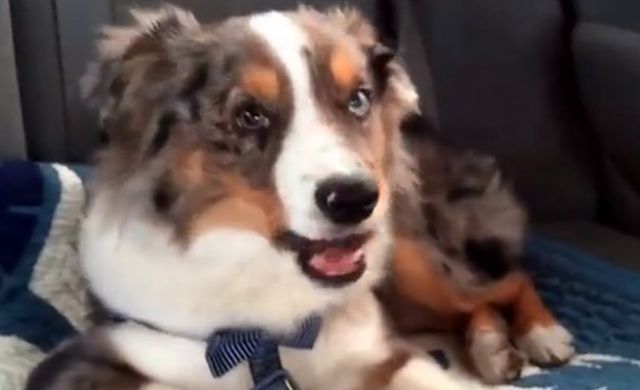 Perro aulla con Perro aulla con