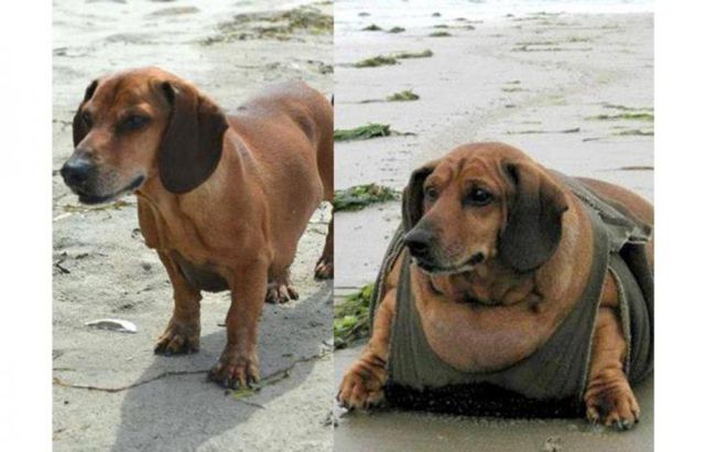Perro obeso... Perro obeso...