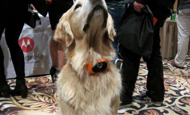 Smartphone para perros Smartphone para perros