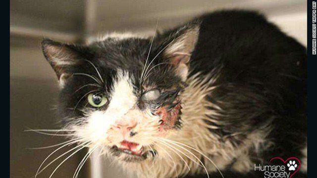 Gato zombie Gato zombie