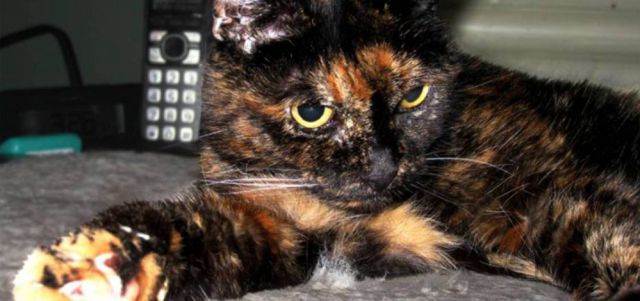 El gato más longevo El gato más longevo