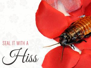 Si la amas, que mejor regalo de San Valentín, que ponerle su nombre a una cucaracha. Si la amas, que mejor regalo de San Valentín, que ponerle su nombre a una cucaracha.