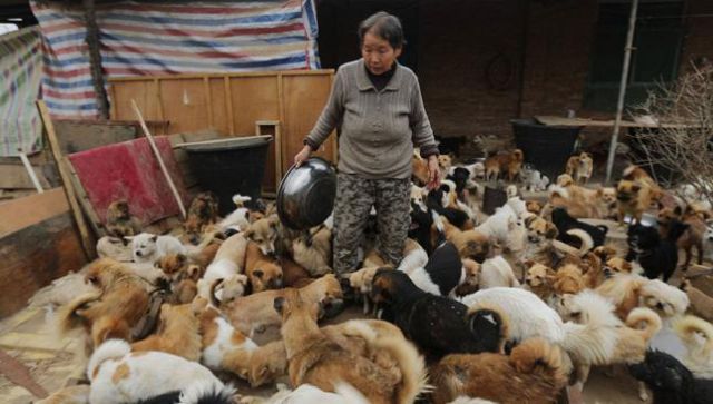 Alimentan diario a mil 300 perros Alimentan diario a mil 300 perros