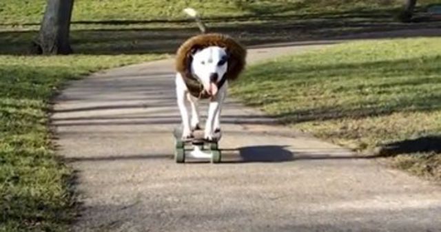 El perro que anda en patineta El perro que anda en patineta