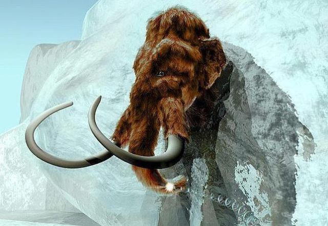 ¡Insertan genes de mamut en un elefante vivo! ¡Insertan genes de mamut en un elefante vivo!