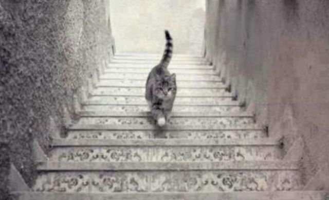 ¿El gato sube o baja? ¿El gato sube o baja?