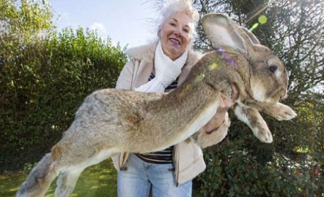 El conejo más grande del mundo El conejo más grande del mundo