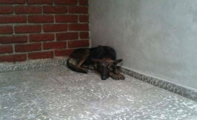 El mejor amigo del hombre El mejor amigo del hombre