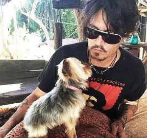 Ejecutarán a los perros de Johnny Depp si no salen de Australia Ejecutarán a los perros de Johnny Depp si no salen de Australia