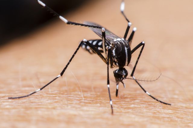 Descubren como “los mosquitos” eligen a sus víctimas Descubren como “los mosquitos” eligen a sus víctimas