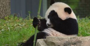 Osa panda finge embarazo ¡para recibir un trato especial! Osa panda finge embarazo ¡para recibir un trato especial!