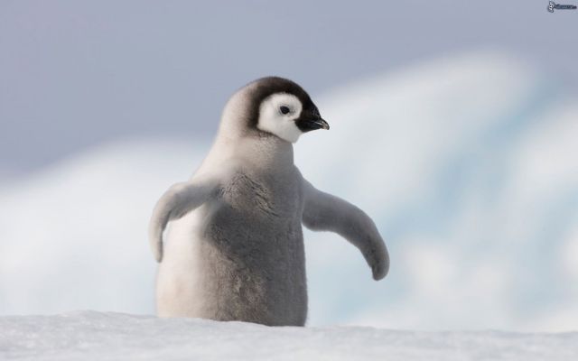 La policía llevó al pingüino a la comisaría La policía llevó al pingüino a la comisaría