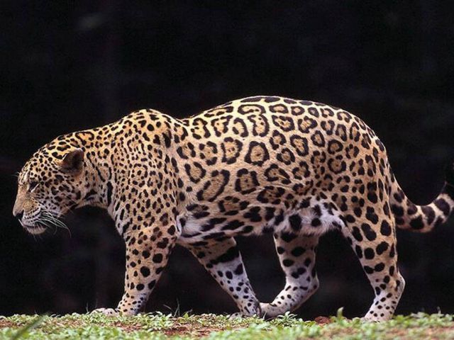 No quieren a jaguar por gordo No quieren a jaguar por gordo