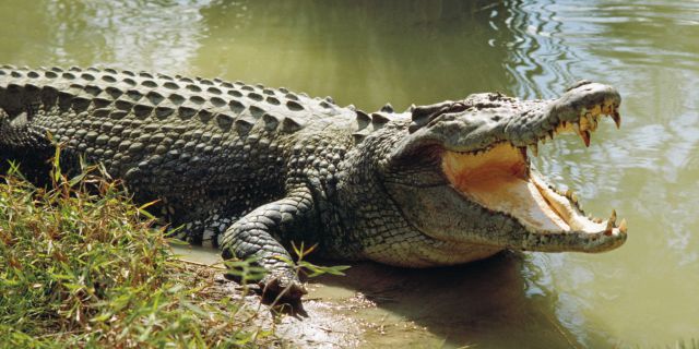 ¡Cuidado! Cocodrilo suelto ¡Cuidado! Cocodrilo suelto