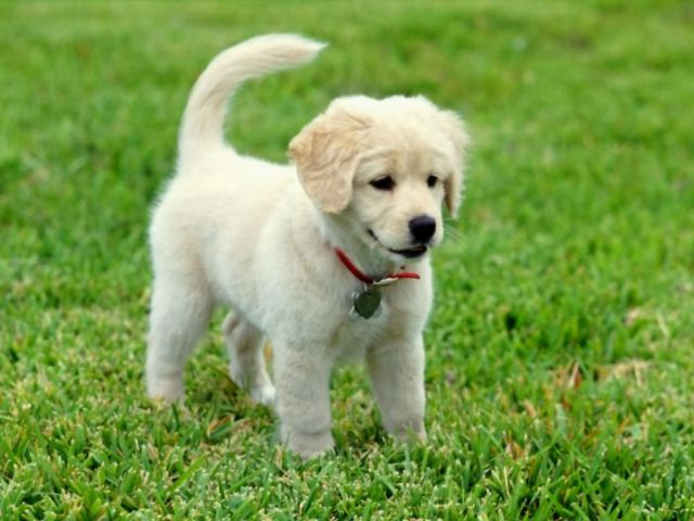 Ya puedes saber las emociones de tu perro Ya puedes saber las emociones de tu perro