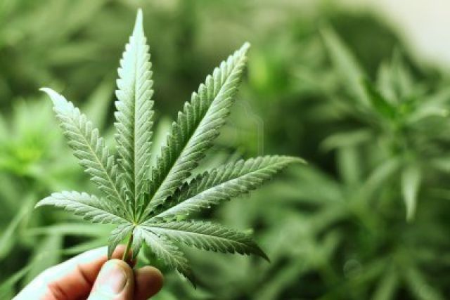 Legalización de la marihuana Legalización de la marihuana