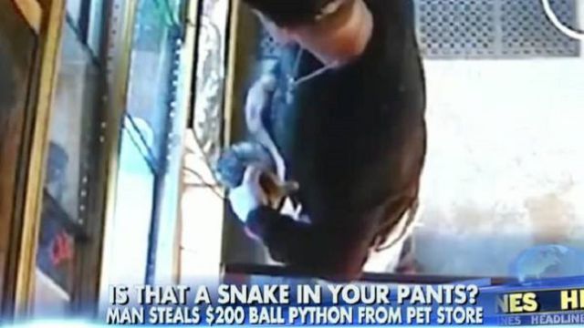 Se robó una pitón y no se imaginan dónde la escondió Se robó una pitón y no se imaginan dónde la escondió