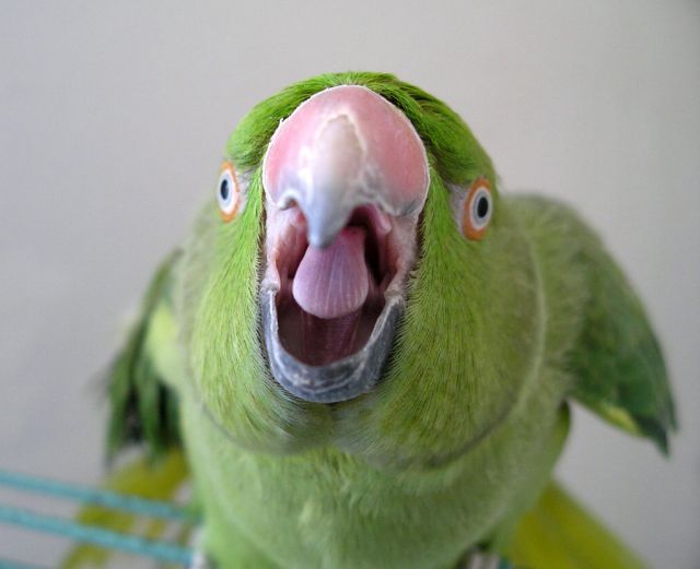 Loro grosero es arrestado Loro grosero es arrestado