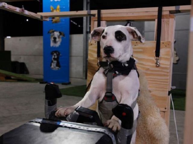 ¿Un perro piloteando un avión? ¿Un perro piloteando un avión?
