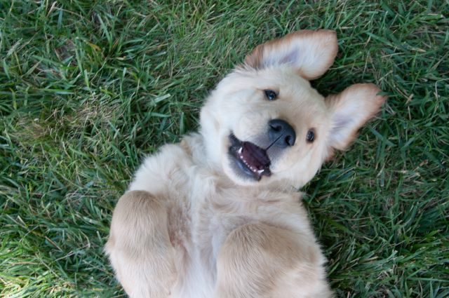 ¿Cómo saber que piensa tu perro?