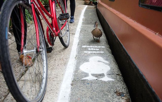Una nueva iniciativa en Inglaterra: ¡carriles exclusivos para patos! Una nueva iniciativa en Inglaterra: ¡carriles exclusivos para patos!