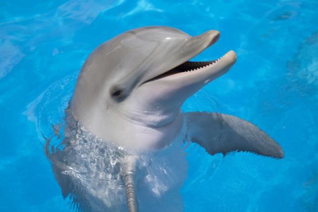 Los 10 animales más inteligentes del mundo Los 10 animales más inteligentes del mundo