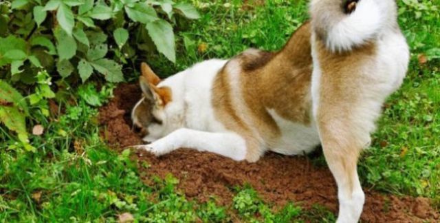 Perro regresa a casa con una bolsa de marihuana Perro regresa a casa con una bolsa de marihuana