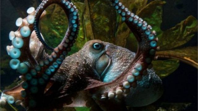 Inky, el pulpo que se fugó de un acuario por un agujero de 15 centímetros Inky, el pulpo que se fugó de un acuario por un agujero de 15 centímetros