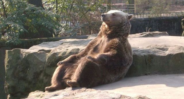 La foto del ‘oso relax’ que se convirtió en meme mundial La foto del ‘oso relax’ que se convirtió en meme mundial