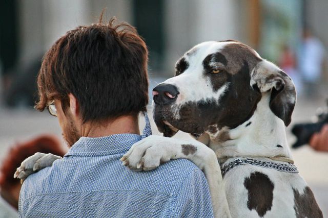 Si en realidad amas a tu perro no lo abraces ¡Entérate porque! Si en realidad amas a tu perro no lo abraces ¡Entérate porque!