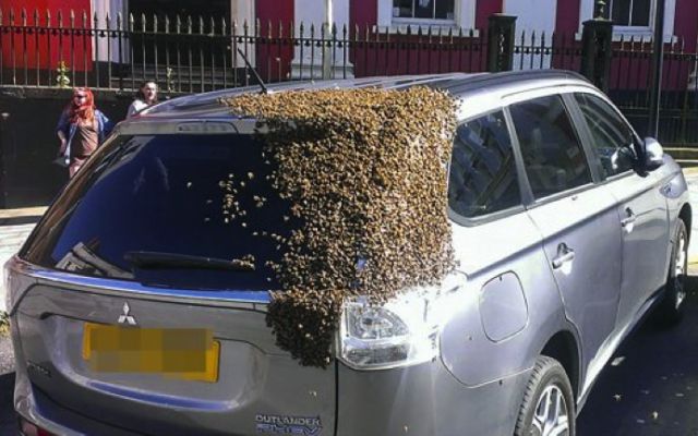 Un enjambre de abejas la persiguió por dos días