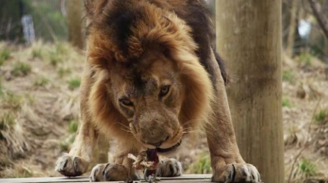Un zoológico de Londres abre una extraña atracción llamada El Gir Lion Lodge