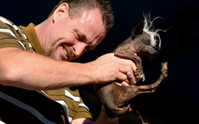 Conoce al perro más feo del mundo