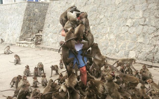 Lo atacan unos monos por querer alimentarlos