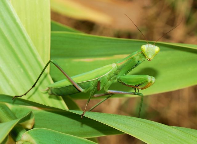 ¿Sabías esto de la mantis hembra?