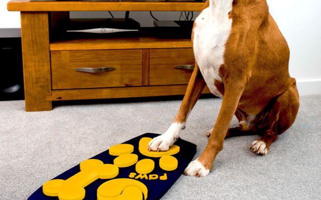 Inventan control remoto para perros