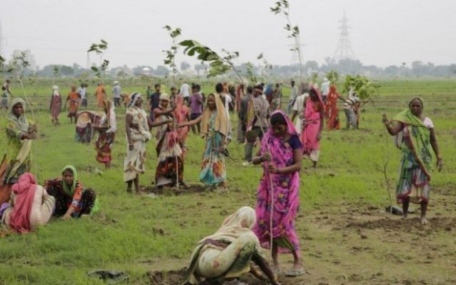 Rompen récord en plantar 50 millones de árboles en un día