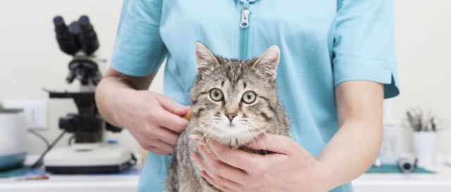 El gato que sobrevivió a un ciclo de lavado