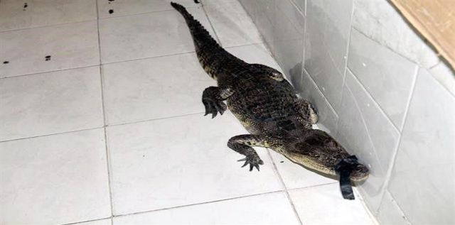 Encuentran un cocodrilo en un mercado de CDMX