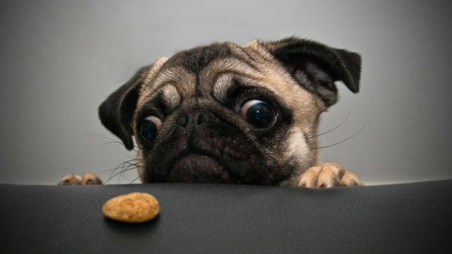 #TopTen: #De Mi Perro Aprendí #TopTen: #De Mi Perro Aprendí