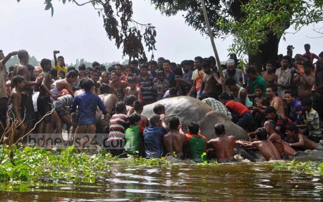 Aldeanos rescatan a un elefante que se encontraba atorado en el lodo