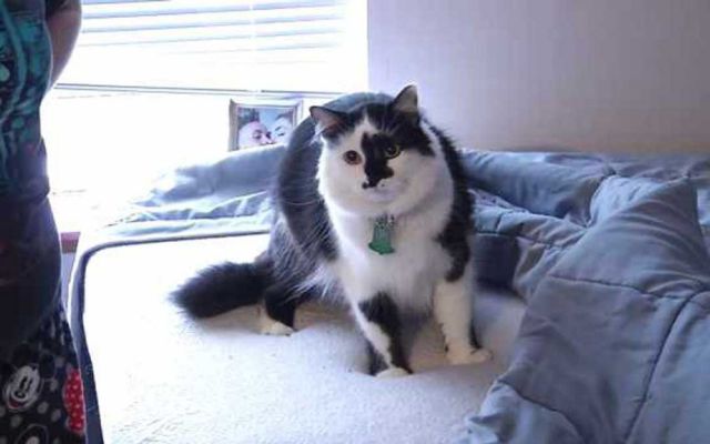 El gato más enojón del mundo