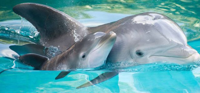 Una conversación entre dos delfines es grabada