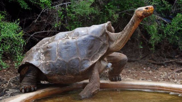 Diego, la tortuga que donde pone el ojo, pone la bala