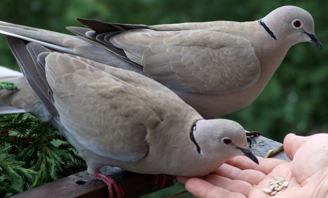 Las palomas podrían tener habilidades ortográficas