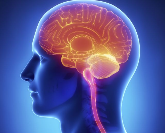 ¿Tenemos dos cerebros en el cuerpo?