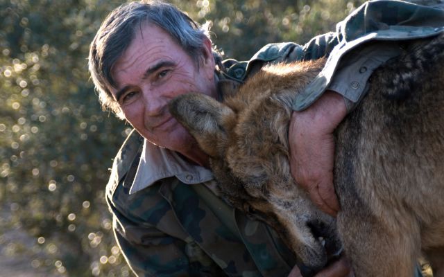 Sobrevivió gracias a los lobos