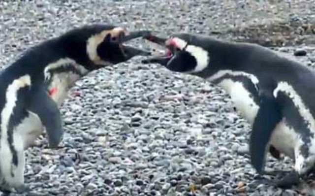 Pingüino cachó a su pareja en infidelidad y provocó una gran pelea